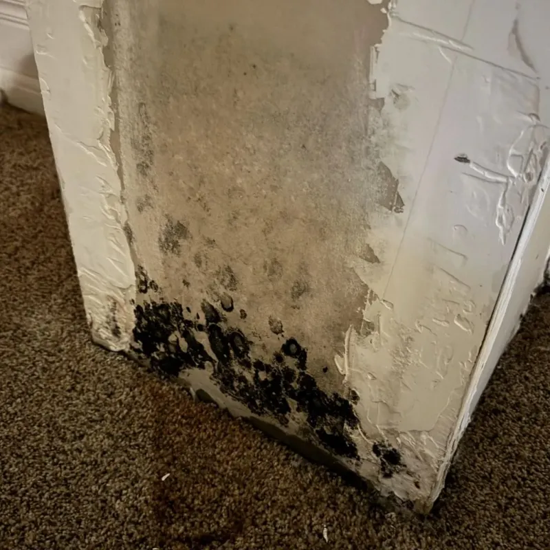 Professional Mold Removal in Alamo, GA
